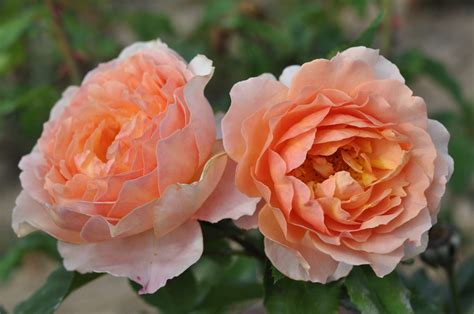 Sonnenwelt® Rose Palatine Fruit And Roses