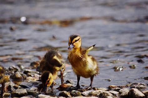 Premium Photo | Bird in a lake