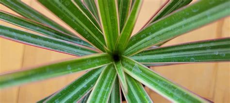 How To Propagate Dracaena Step By Step Guide With Pictures