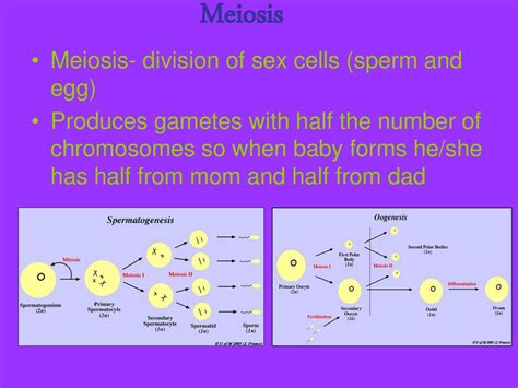 Its Meiosis Ppt Download