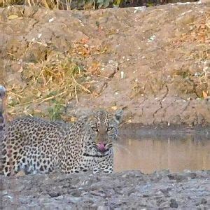 Wildlife Burkina Faso Leopard | AfricaHunting.com