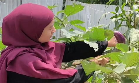 Cara Manfaatkan Ampas Kopi Dari Limbah Jadi Pupuk Ajaib