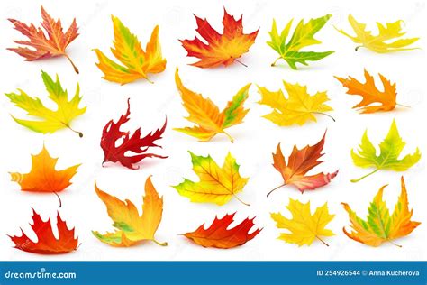 Collection De Feuilles D Rable Multicolores Isol Es Illustration Stock