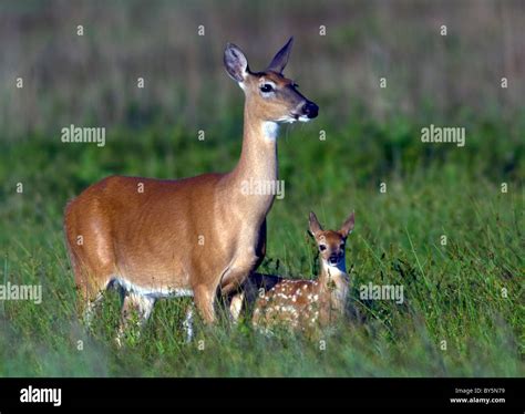 Whitetail deer doe hi-res stock photography and images - Alamy