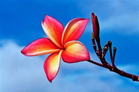 Hawaii Hawaii Hawaii! The Boasting Plumeria: Photographer Rob DeCamp titled this picture ...