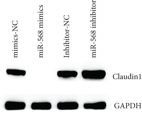 Claudin 1 Is The Direct Target Of Mir 568 In Intestinal Epithelial