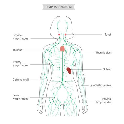 Lymph Nodes Diagram Neck