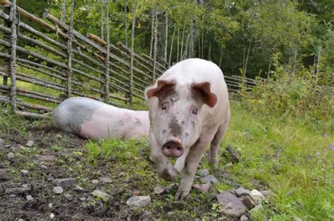 Comunele din România unde nu se mai pot tăia porci timp de o săptămână