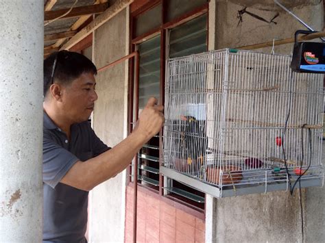 Palawan Hill Mynah Project Noah