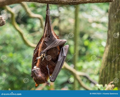 Scary Flying Fox On Tree Eating Fruits Stock Photography