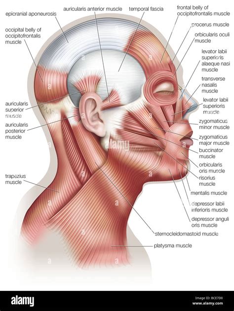 Muscles du visage Banque de photographies et dimages à haute