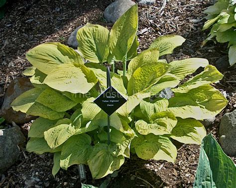 P00 Hosta 'Yellow Highness' from The Hosta Helper - Presented by PlantsGalore.Com