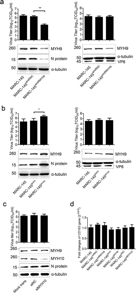 MYH9 Expression Level Correlates With PRRSV Infection A TCID 50 Of