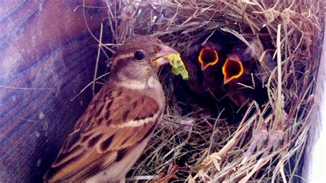 Sparrow Mother Feeding And Raising Their Chicks In Nest What To Feed A