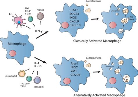 The Activation Status Of The Macrophage Directly Influences