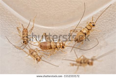 Banded House Crickets Gryllodes Sigillatus That Stock Photo Edit Now