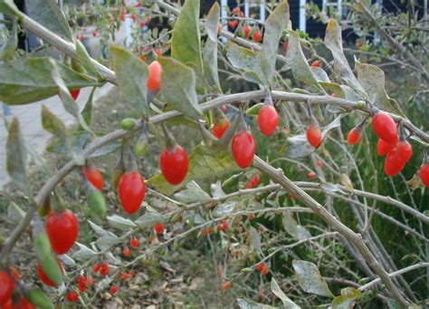 Lycium Barbarum Kiefer Nursery Trees Shrubs Perennials