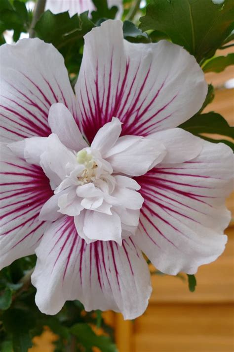 Buy Starblast Chiffon Rose Of Sharon Hibiscus Syriacus Free