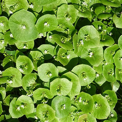 Spring Beauty Claytonia Perfoliata Anne Burgess Cc By Sa