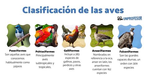 Descubre Los Tipos De Aves Y Sus Caracter Sticas Doncomo