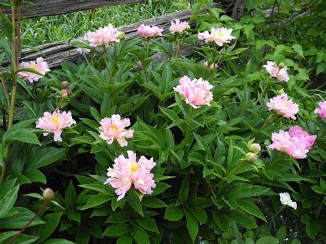 Peony Paeonia Lactiflora Pink Spritzer In The Peonies Database