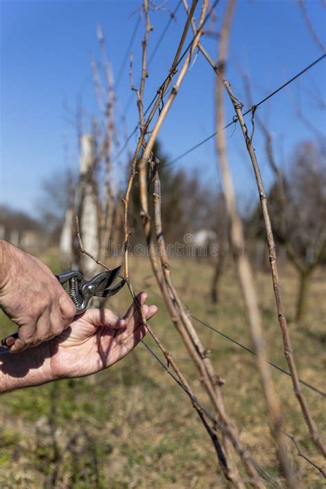 Un Hombre Viticultor Ata Una Vid a Un Alambre Trabajo Agrícola En El