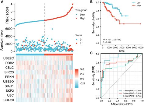 Identification And Validation Of Ubiquitin Proteasome System Related