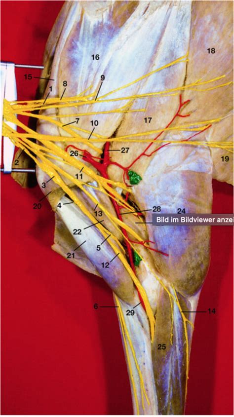 Nerven Des Plexus Brachialis Eines Pferdes Diagram Quizlet