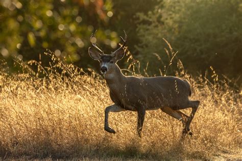 Northern California Wildlife Safari 2025 — Experience Wildlife