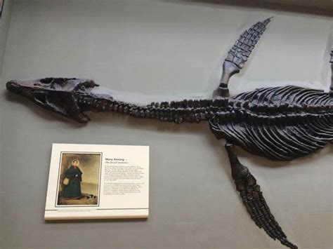 Mary Anning And Her Legacy In Paleontology