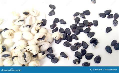 pithecellobium dulce madras thorn camachile fruits seeds stock photo