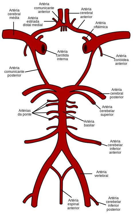 Circle Of Willis Pt Svg Gross Anatomy Brain Anatomy Human Anatomy And