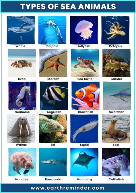 22 Different Types of Sea Animals | Earth Reminder | Ocean animals pictures, Sea animals, Ocean ...