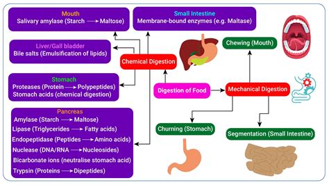 Digestive System Concept Map