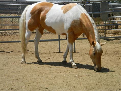 Palomino Paint Quarter Horse