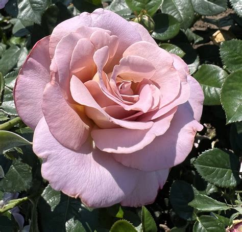 Blue Girl® Rose Palatine Fruit And Roses