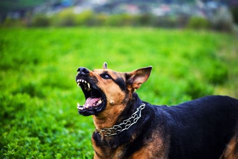 Dog Behavior: What to Do About Pet Aggression - Dupont Veterinary Clinic