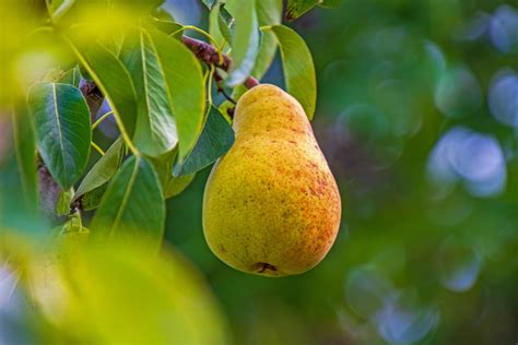 Pear Ripening Chart When Are Pears In Season