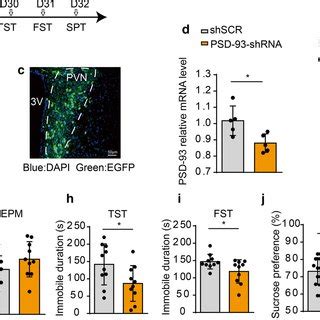 PSD 93 And CRH Expression In Human PVN A CRH Ir Neurons And B