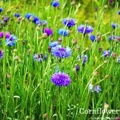 Cornflower Meaning Of Their Hidden Language Symbolism