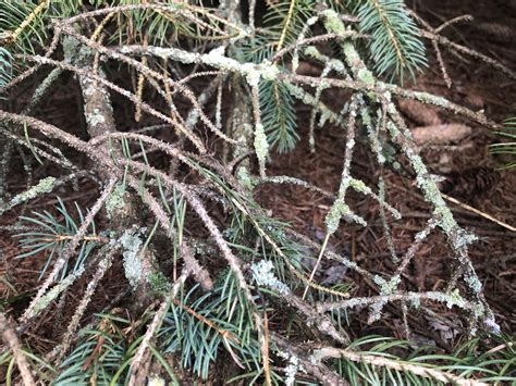 Pine tree mold/fungus? South-central Pennsylvania : r/plantclinic