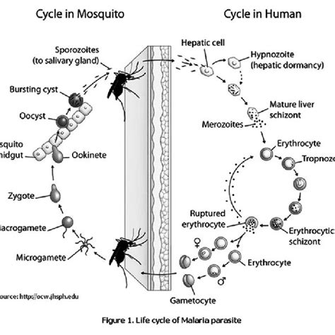 Life cycle of malaria parasite | Download Scientific Diagram