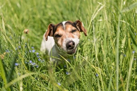 Dog Eating Grass Frantically: Here's Why and 5 Things You Can Do - PetDT