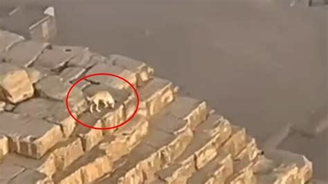 Egitto Un Cane Sulla Piramide Di Giza Che Abbaiava Agli Uccelli A M