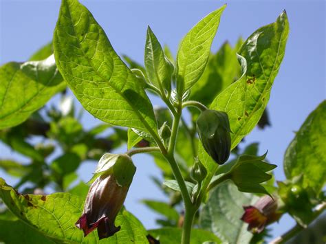 Atropa Belladonna