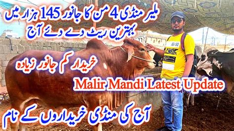 Malir Mandi Cattle145k Mein 4 Man Ka Behtreen Janwar Malir Mandi