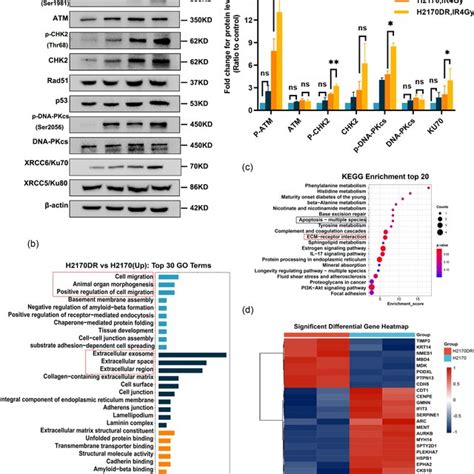 H Dr H Dr Regulates Dna Damage Repair Through Atm Chk And Nhej