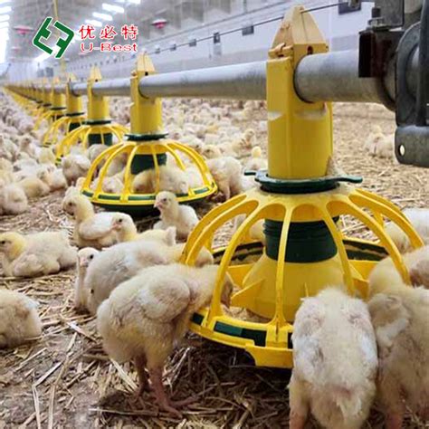 Feeding System Poultry Farming Broiler Pan Feeding System Equipment