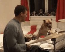 Dog Playing Drums Dog Tricks GIF - Dog Playing Drums Dog Tricks Dog ...