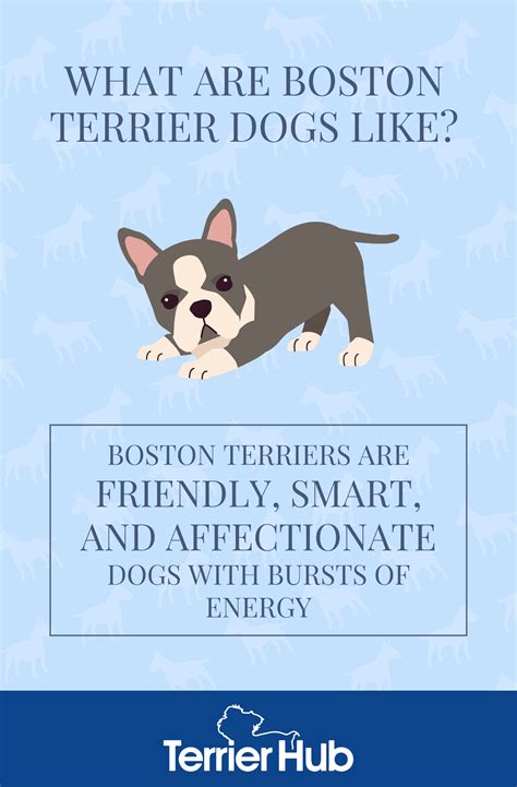 What Are Boston Terrier Dogs Like? | TerrierHub